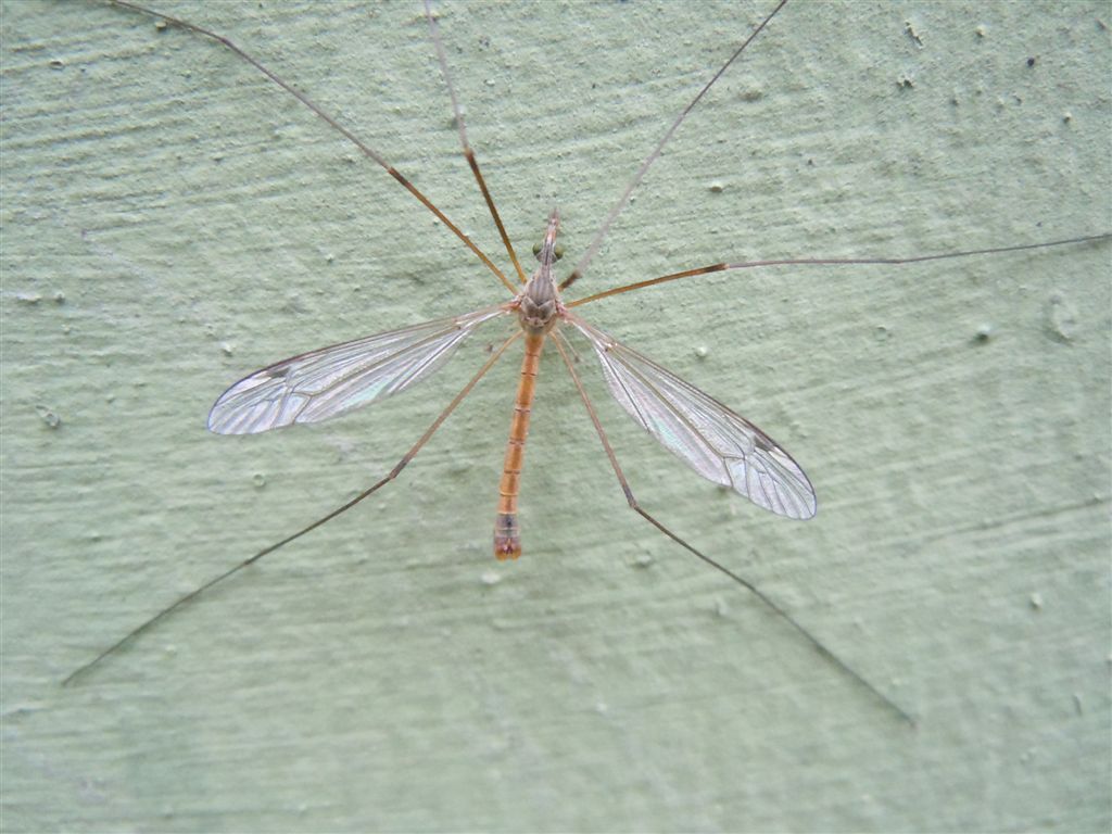 Tipula?